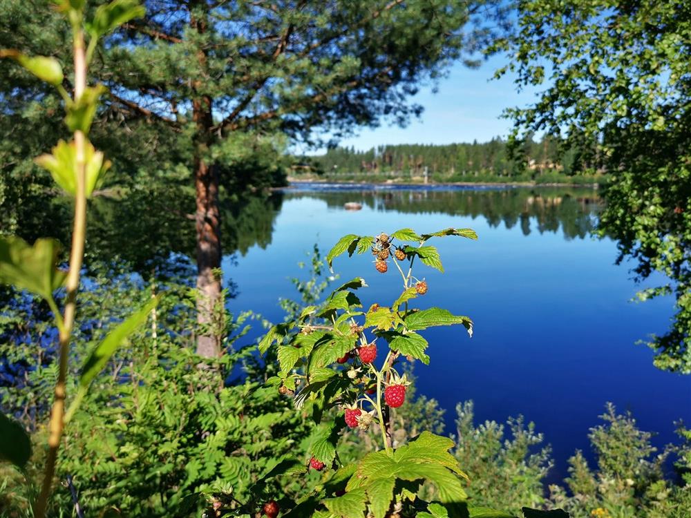 Busker med bringebær i bakgrunnen en elv. Sommer og sol på bildet. - Klikk for stort bilde